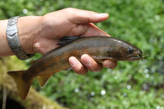 �⋛�@�⋛�����@�⋛����